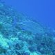 36- Carangue bleue 